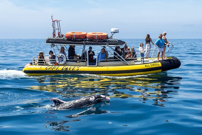 High Speed Zodiac Whale Watching Safari From Dana Point - What to Expect