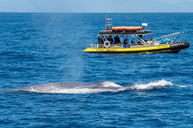 High Speed Zodiac Whale Watching Safari From Dana Point - Additional Information