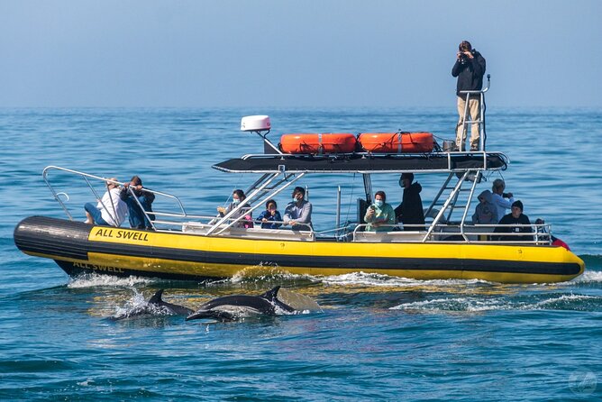 High Speed Zodiac Whale Watching Safari From Dana Point - Cancellation Policy