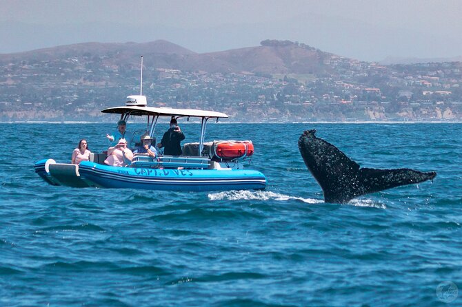 High Speed Zodiac Whale Watching Safari From Dana Point - Traveler Photos and Reviews
