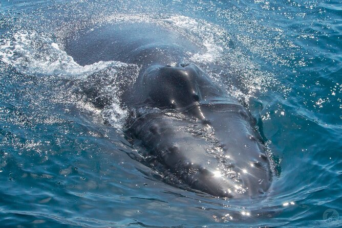 High Speed Zodiac Whale Watching Safari From Dana Point - Intimate Whale-Watching Cruise