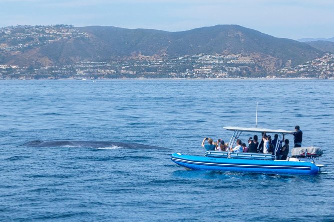 High Speed Zodiac Whale Watching Safari From Dana Point - Marine Naturalist Guide