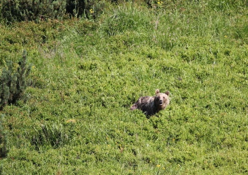 High Tatras: Bearwatching Hiking Tour in Slovakia - Good To Know