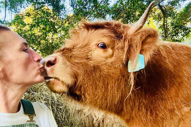 Highland Cow Experience - Good To Know