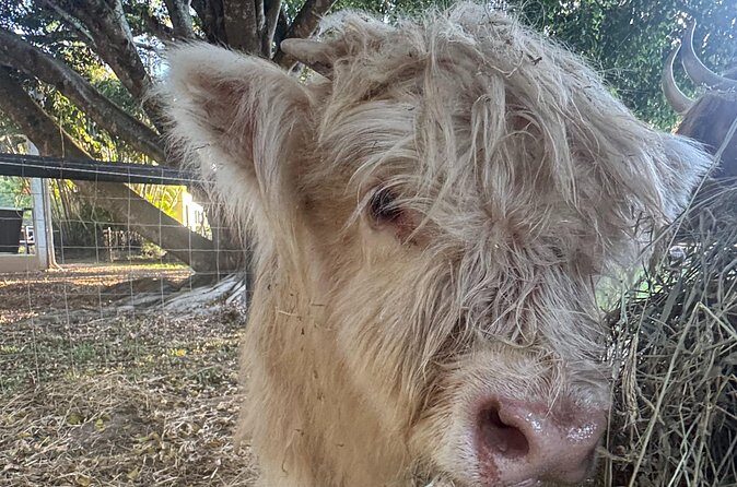 Highland Cow Experience - Authenticity and Guest Perspectives