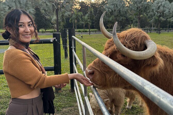 Highland Cow Experience - Final Thoughts: Who Will Love This?
