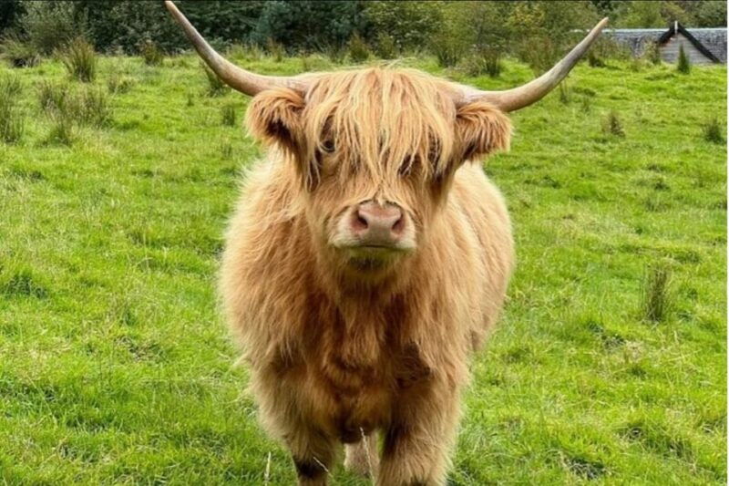 Highland Cows Glasgow Cathedral Kelpies Tour from Edinburgh - Highland Cows — The Hairy Highlanders