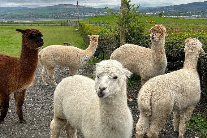 Highland Cows, Walk Alpacas & Scottish Wildlife Center From Edin - Tour Pricing and Booking Information