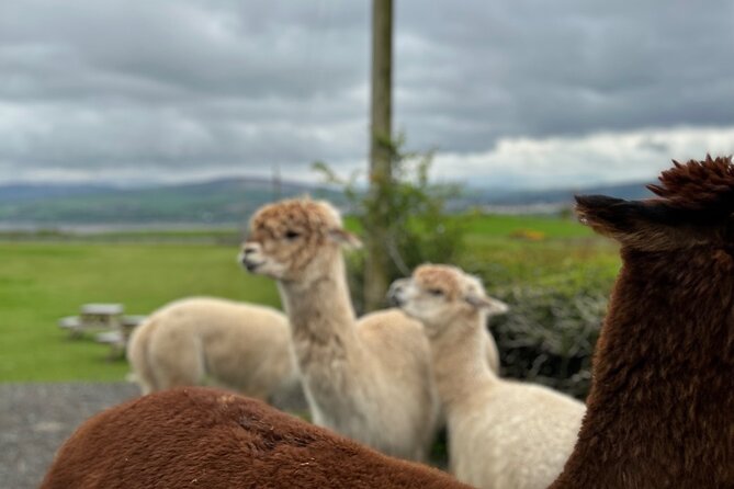 Highland Cows, Walk Alpacas & Scottish Wildlife Center From Edin - Cancellation Policy and Refunds