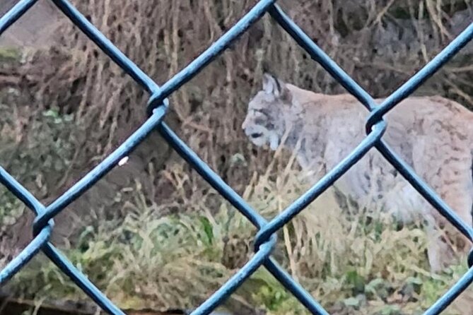 Highland Cows, Walk Alpacas & Scottish Wildlife Center From Edin - Additional Information and Contact Details