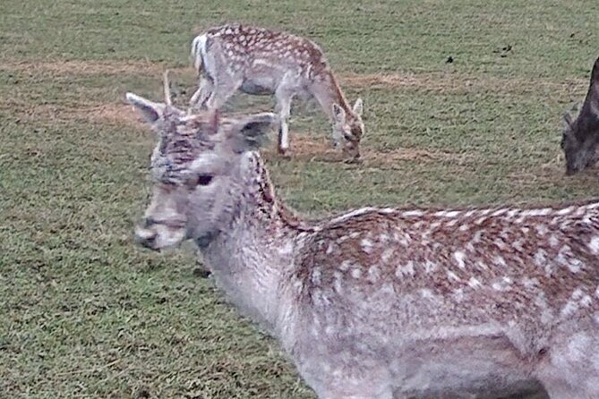 Highland Cows, Walk Alpacas & Scottish Wildlife Center From Edin - Directions and Travel Tips