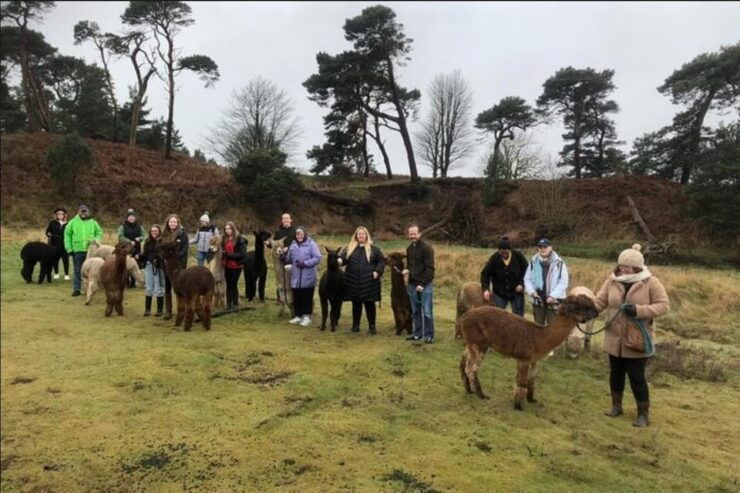 Highland Cows, Walk Alpacas & Scottish Wildlife Centre - Good To Know