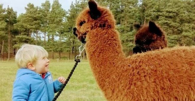 Highland Cows, Walk Alpacas & Scottish Wildlife Centre - Nith Valley Alpacas
