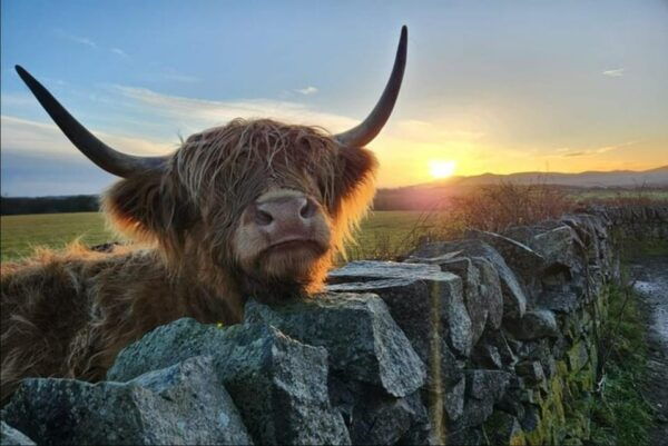 Highland Cows, Walk Alpacas & Scottish Wildlife Centre - Scottish Wildlife Centre