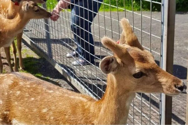 Highland Cows, Walk Alpacas & Scottish Wildlife Centre - Transportation and Pickup