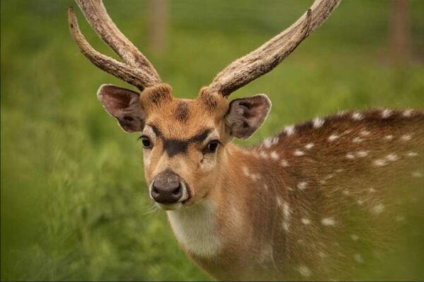 Highland Cows, Walk Alpacas & Scottish Wildlife Centre - Frequently Asked Questions