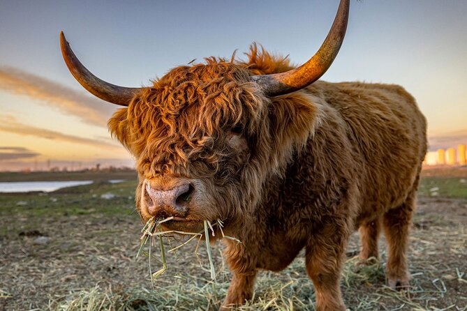 Highland Lochs & Castles Tour to Oban & Glencoe - Good To Know