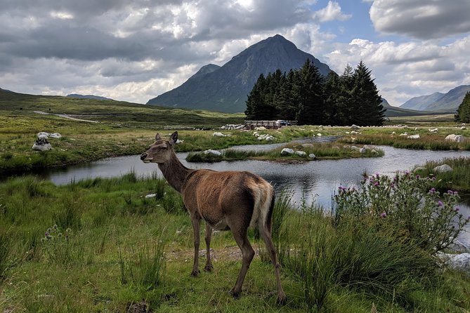 Highlands Private One Day Tour of Scotland - Customer Reviews and Testimonials