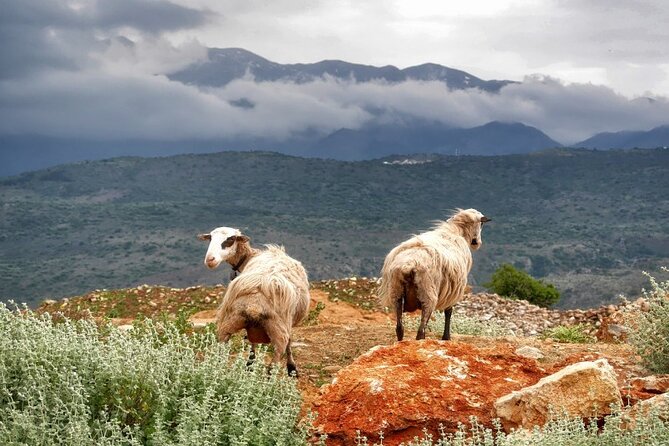 Highlights of Crete: Private Day Tour From Heraklion - Cancellation Policy