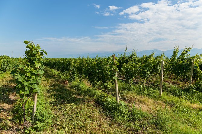 Highlights of Kakheti Region-Signagi,Bodbe,Wine Tasting(Private Tour) - Frequently Asked Questions