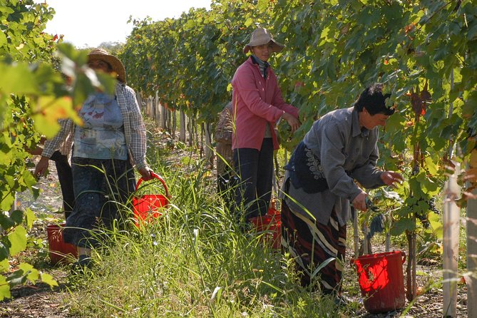 Highlights of Kakheti Region-Signagi,Bodbe,Wine Tasting(Private Tour) - The Sum Up