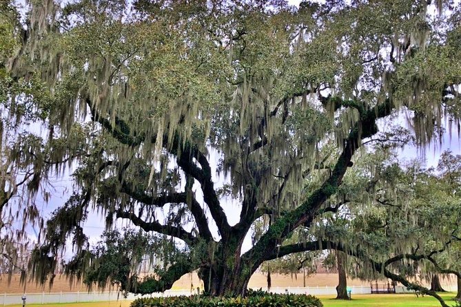 Highlights of New Orleans City and Plantation Tour Combination - Historic French Quarter