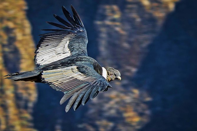 Highlights of Southern Peru 10 Days - Colca Valley: Excursion to Colca Canyon