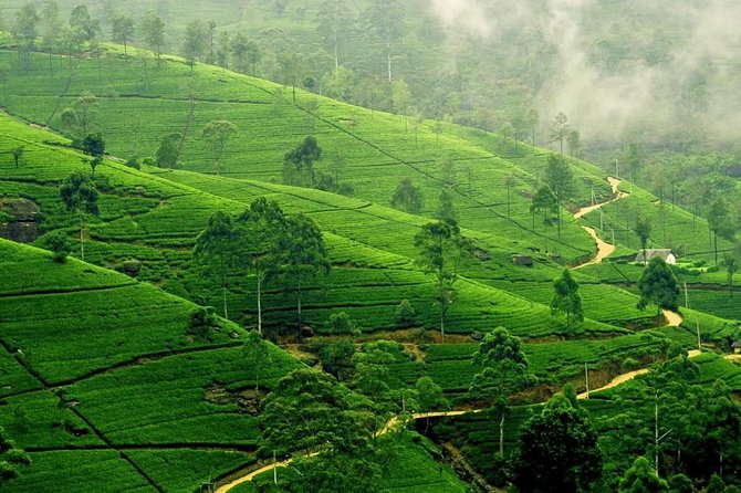 Highlights Of Sri Lanka - 4 Days - Day 3: Scenic Hill Country
