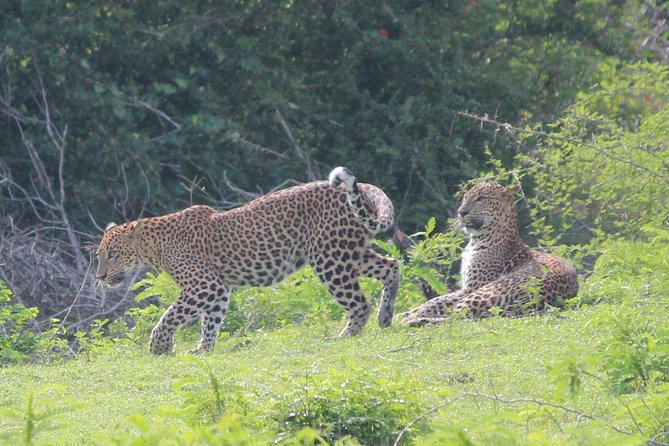 Highlights Of Sri Lanka- 7 Days Tour - Wildlife Safari in National Parks