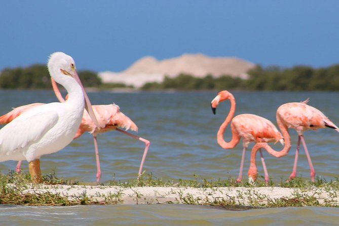 Highlights of the Yucatan: 4-Day Private Tour From Cancun  - Playa Del Carmen - Tour Overview