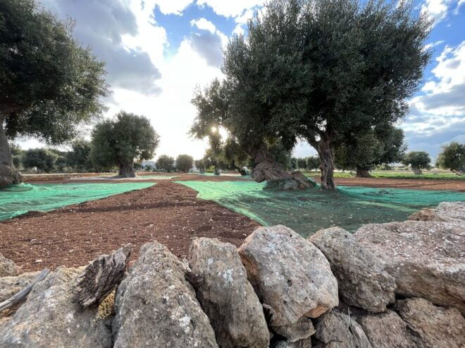 Highlights Tour of Puglia: Bari and the Valle Ditria - Discovering Alberobello
