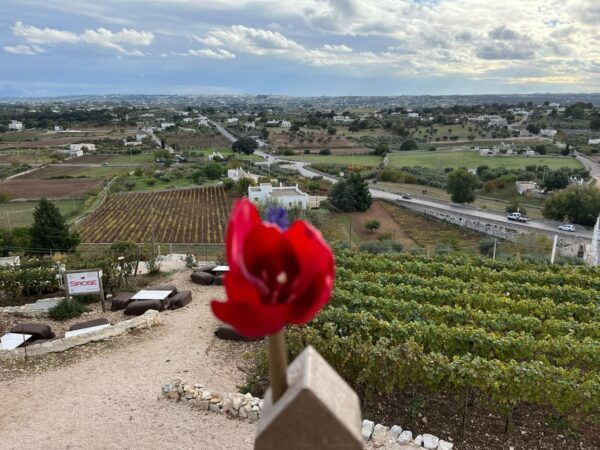 Highlights Tour of Puglia: Bari and the Valle Ditria - Customization Options
