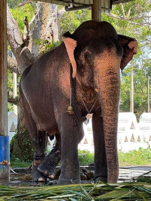 Highlights tour with tasting & Green environment in ella - Who Is It Best For?