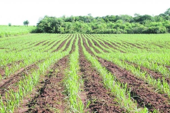 Higuey City Guided Tour From Punta Cana - Plantation Visits