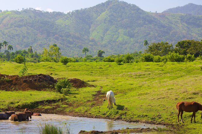 Higüey Countryside, Basilica and Macao Beach Private Tour - Exploring Higüey and Its Surroundings