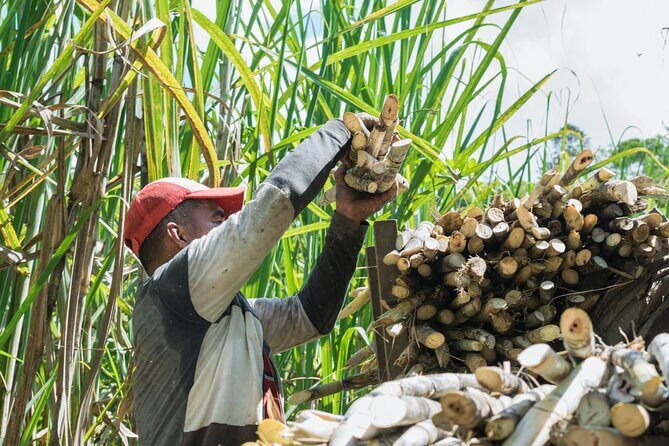 Higüey Cultural Tour A Journey from Punta Cana - The Sum Up