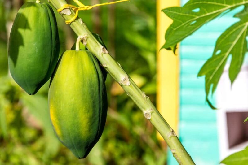 Higuey: Full-Day Tour with River Boat, Lunch, & Voodoo Show - Good To Know