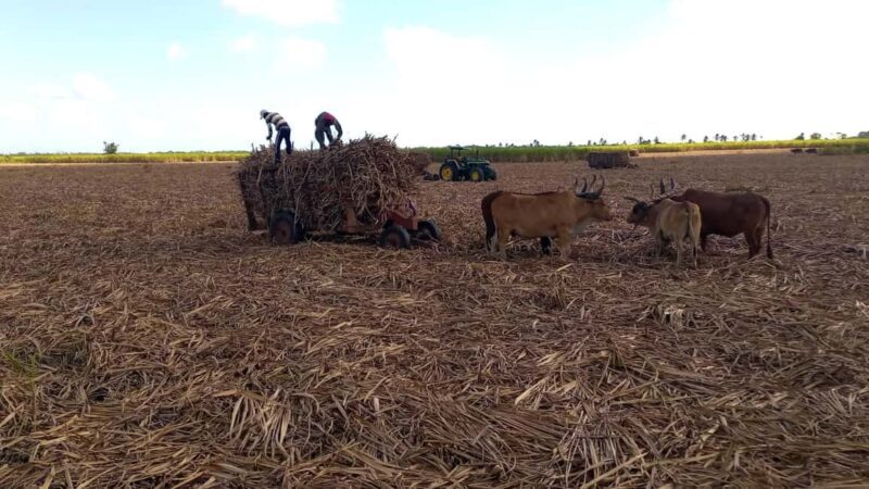 Higuey - Rio Chavon: Enjoy Dominican life - A Deep Dive into the Tour Experience