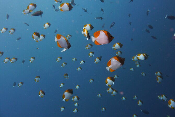 Hike and Dive in Bohey Islands with Local Lunch - FAQs