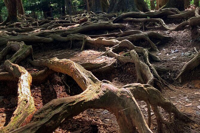 Hike and explore the Kurama and Kibune ancient Paths - Who Is This Tour Best Suited For?