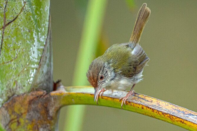 Hike, Bike, and Kayak Through the Heart of Cat Ba National Park - The Sum Up