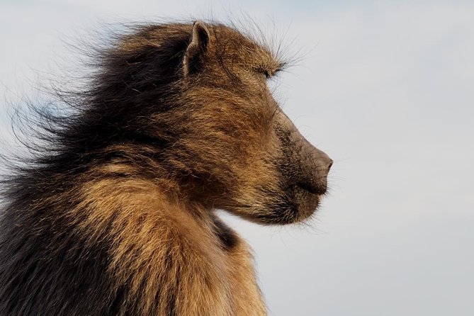 Hike Cape of Good Hope, Cape Point & Penguins Private Customizable Full Day Tour - Meeting and Pickup Information