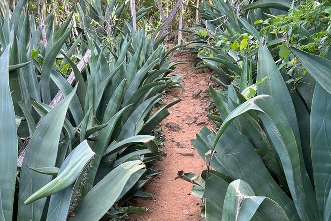 Hike Goto "Flamingo" Meer Trail & Explore North Bonaire - Trail Overview
