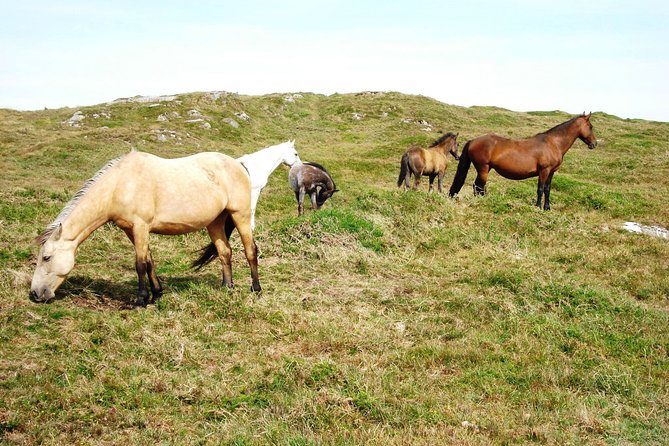Hike in Connemara National Park. Galway. Private Guided. 3 Hours. - The Sum Up