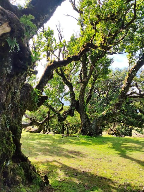 Hike in Fanal in a different way - Exploring Fanal in a Different Way
