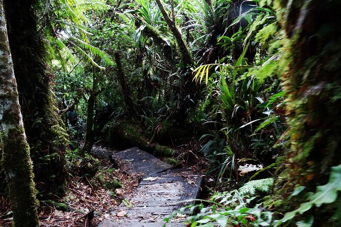Hike in the Forest of Bélouve. - Good To Know
