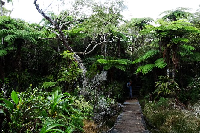Hike in the Forest of Bélouve. - Booking Information