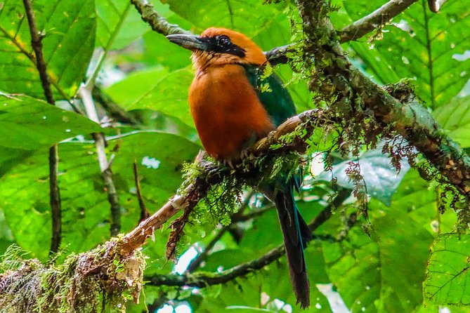 Hike & Nature (Hanging Bridges and Fortuna Waterfall) Incl Lunch - Logistics and Pickup Points