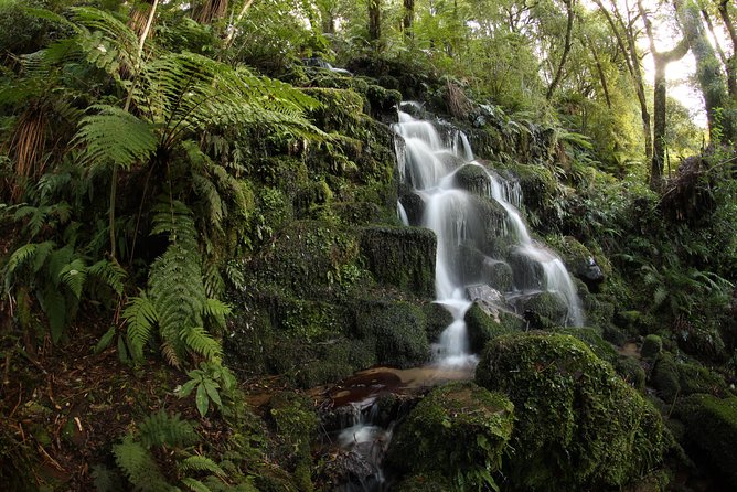 Hike New Zealands Finest Forest - Whirinaki Forest - Overview and Features of Whirinaki Forest