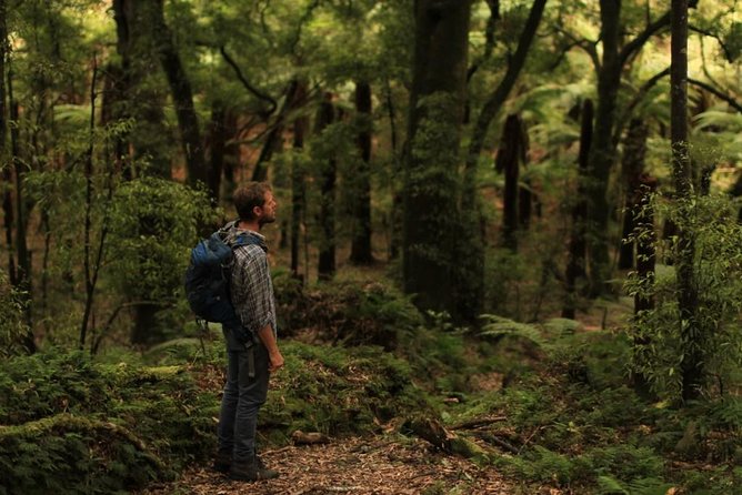 Hike New Zealands Finest Forest - Whirinaki Forest - Traveler Photos and Visual Representation